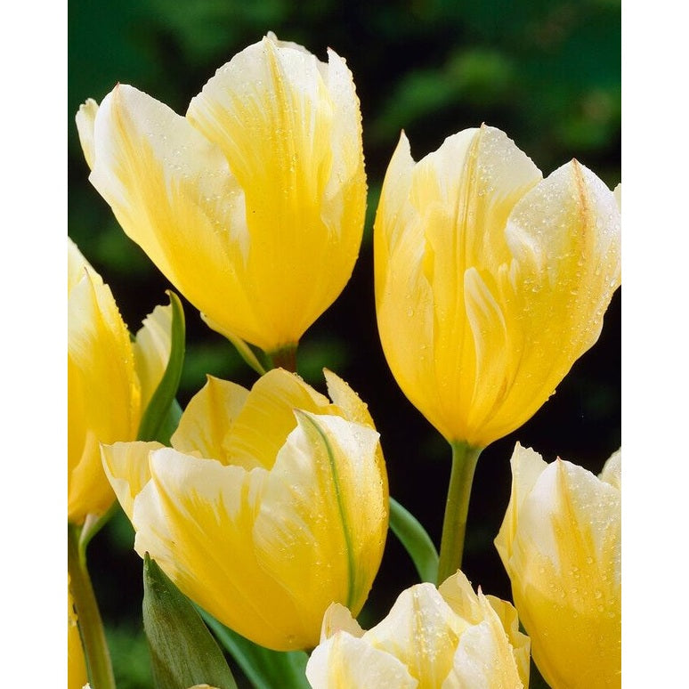 Tulpan Sweetheart 7-pack